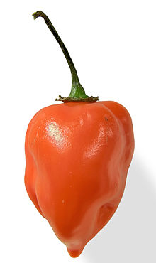 Habanero Chili Pepper